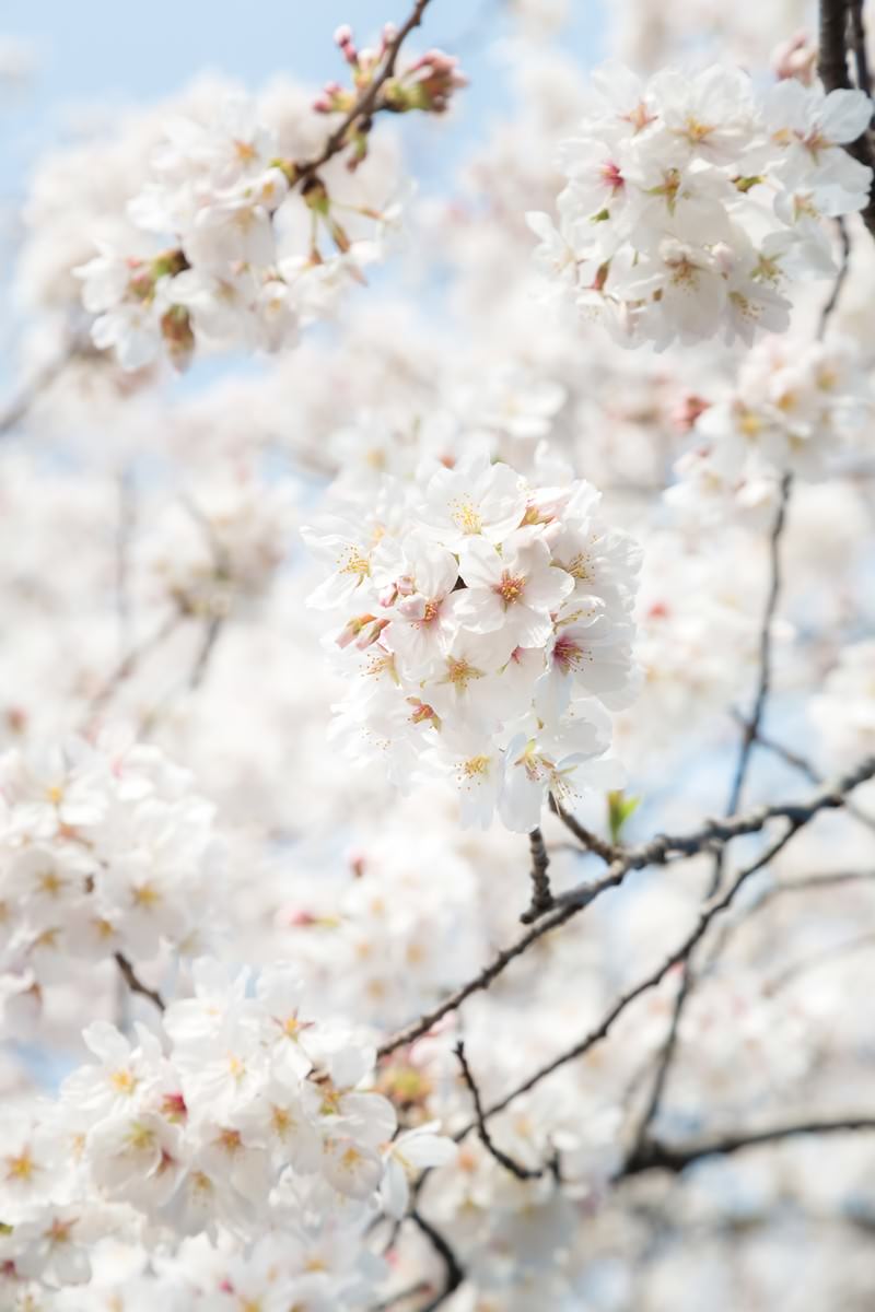満開のソメイヨシノの花房と青空