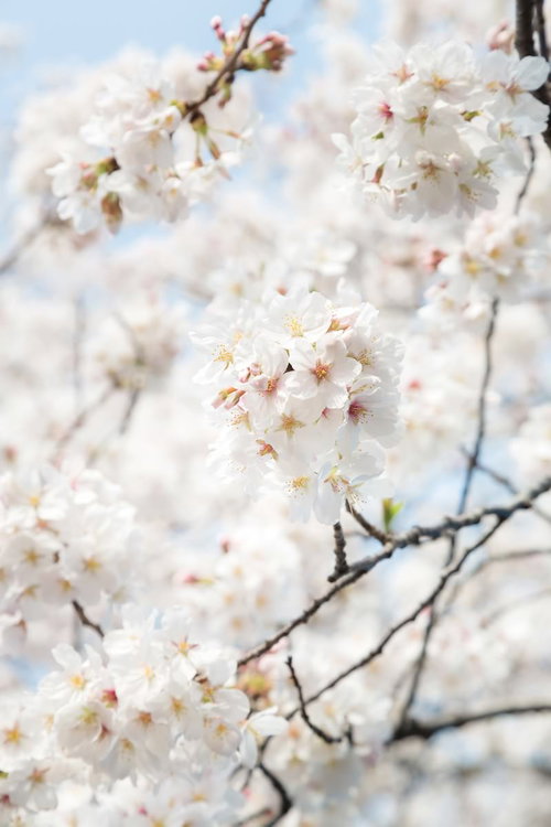 薄ピンクの花びらが開き始めた開花直後の桜の枝の接写