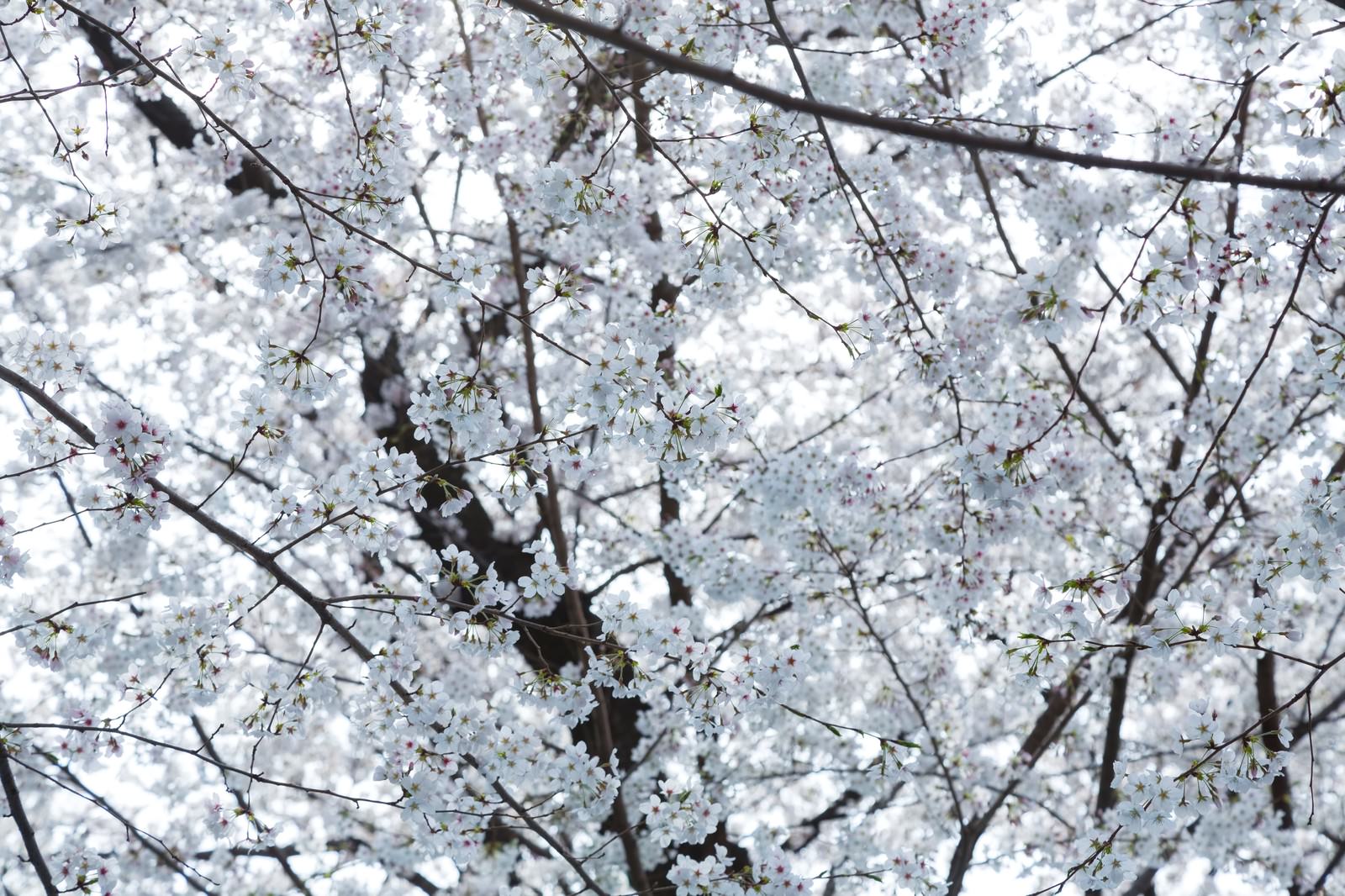 ピンクが画面を埋める桜のテクスチャ