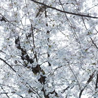 ピンクの花びらが画面を埋め尽くす一面の桜の花のテクスチャの写真