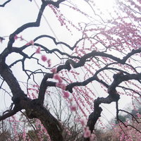 しなやかに枝が垂れ下がって花が咲く枝垂れ梅の風景の写真