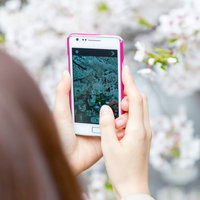 満開の桜の枝にスマホを向けて写真を撮る女性の写真