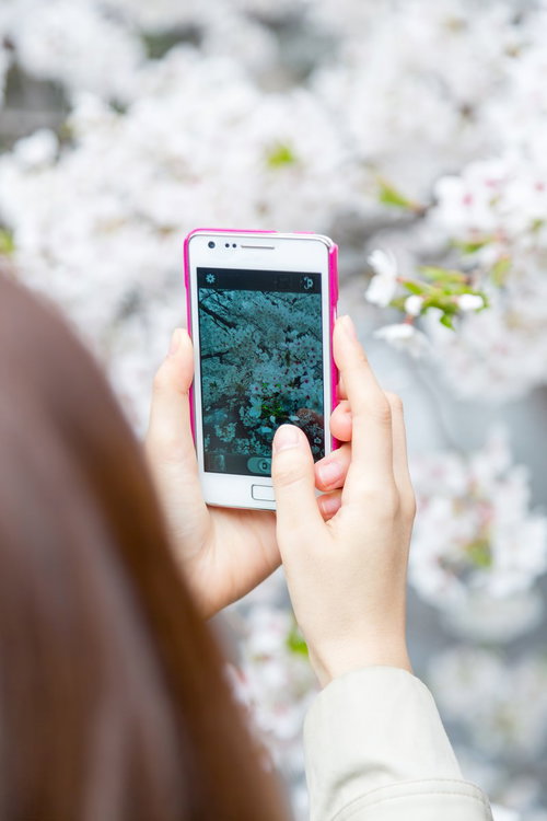 満開の桜の枝にスマホを向けて写真を撮る女性