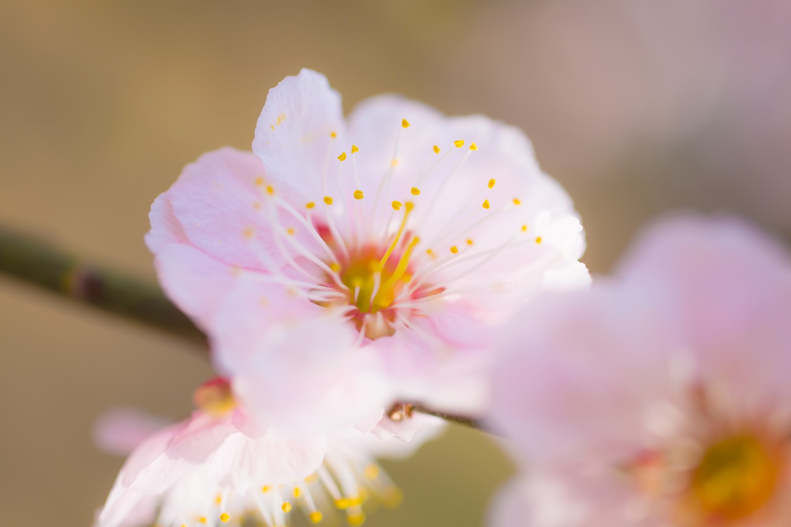 枝先の白い梅の花のクローズアップ