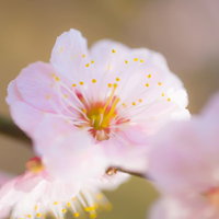 枝先に咲く白い花びらの梅の花のクローズアップの写真