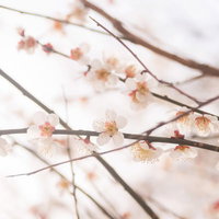 青空を背景に薄ピンクの花が枝に咲く梅の花の春の風景の写真