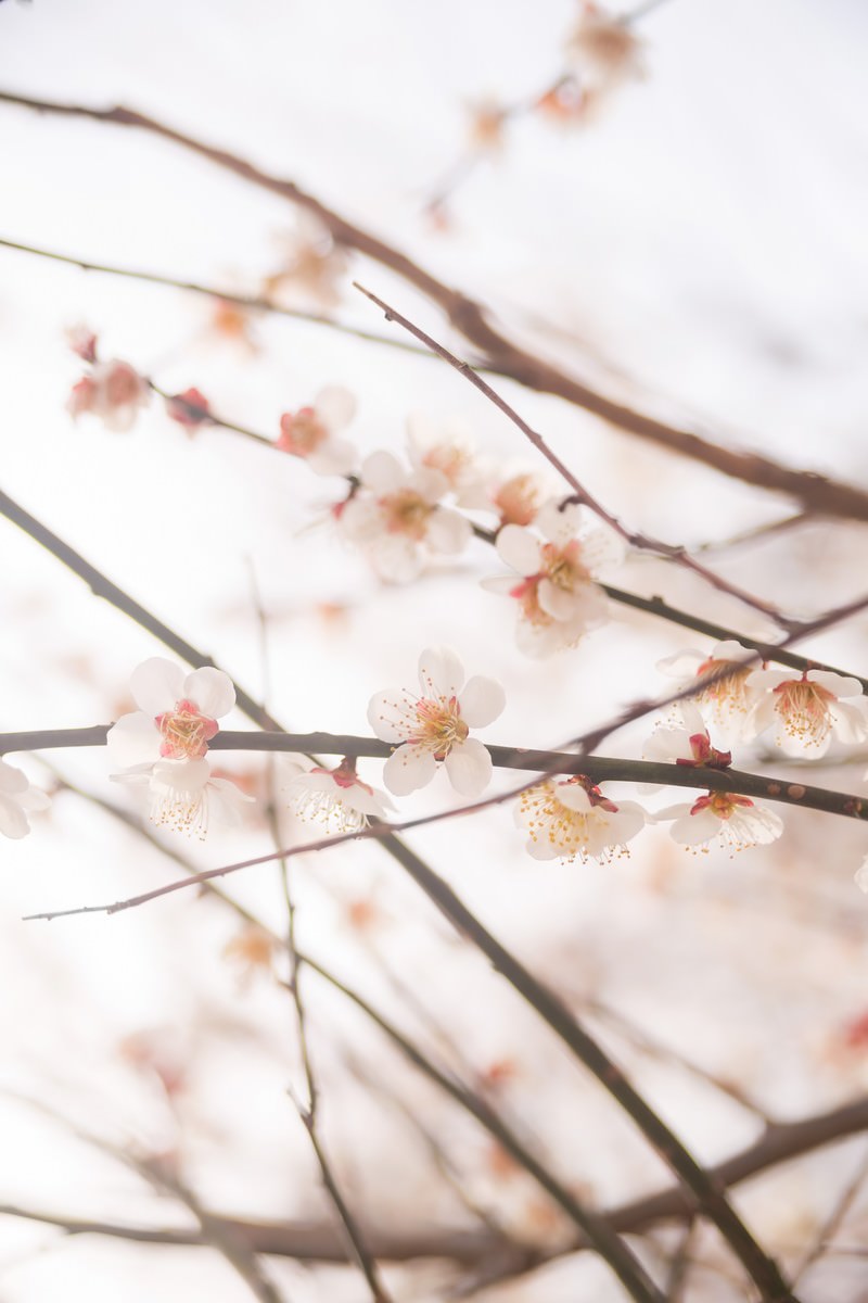 青空に咲く薄ピンクの梅の花