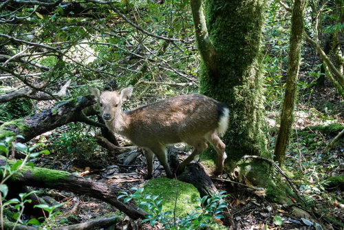 屋久島の苔むした原生林の中でこちらを見つめる鹿