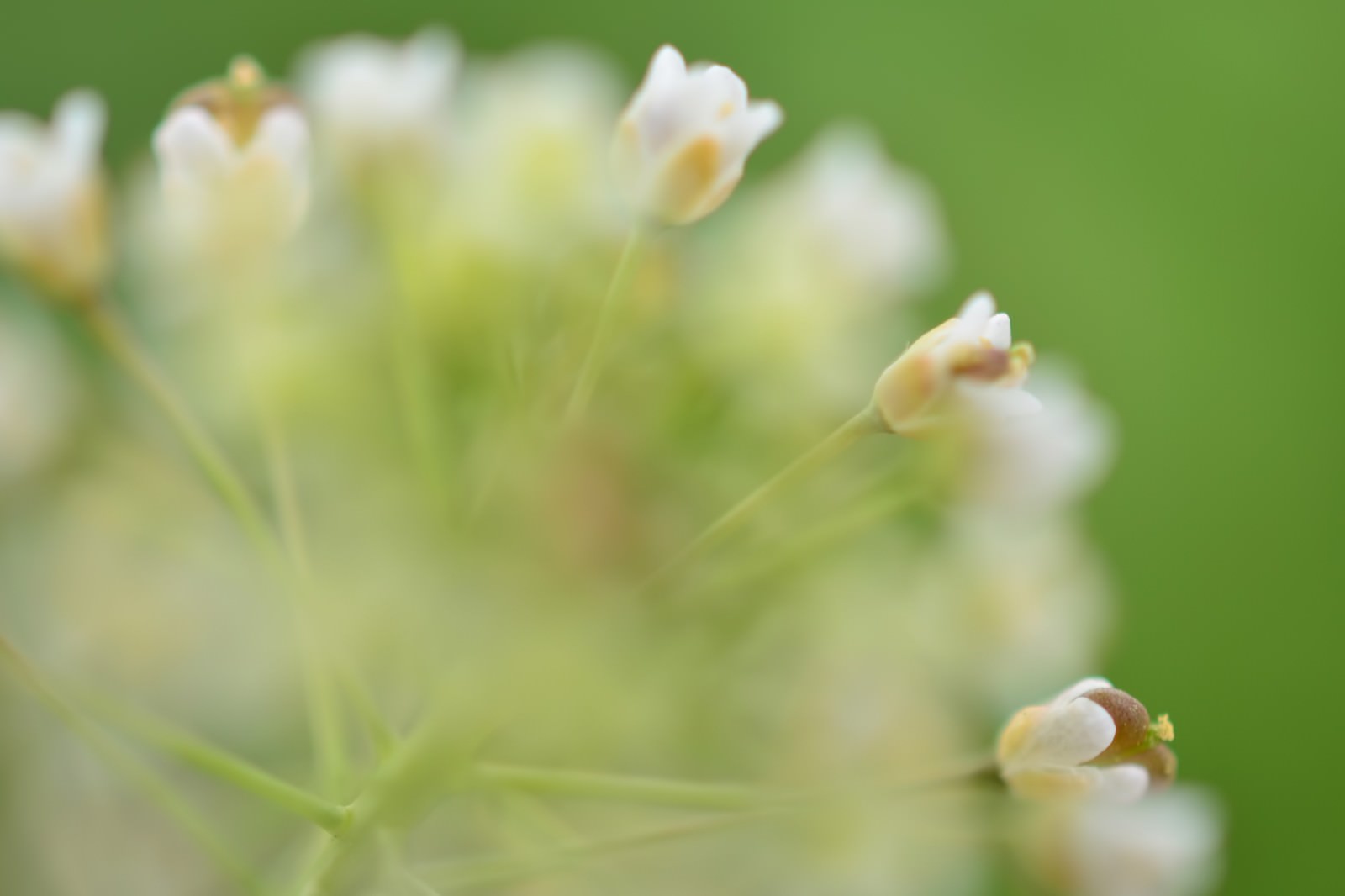 色とりどりの春の花壇の花