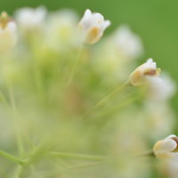 色とりどりの小さな花が寄り集まって咲く春の花壇の風景の写真