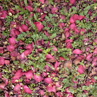 地面に散らばった落ちた花弁。春の季節感を演出する自然テクスチャーの写真