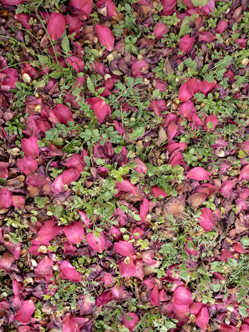 地面の草の間に散らばったピンクや赤系の花弁