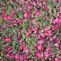 地面に落ちた花びら、ピンク色のテクスチャーの写真