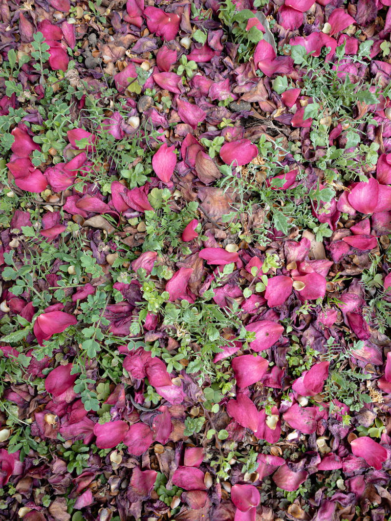 ピンクの花びらが緑の草地に散らばって落ちている様子