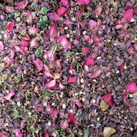 地面に散らばり朽ちていく落花のピンク紫の花弁テクスチャーの写真