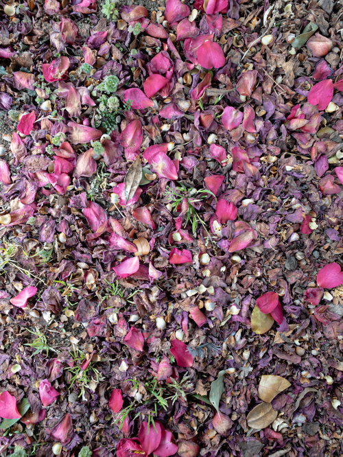 地面に散らばり朽ちていく落花のピンク紫の花弁テクスチャー