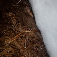 雪解けの地面に散る萎れた枯れ草と残雪の写真