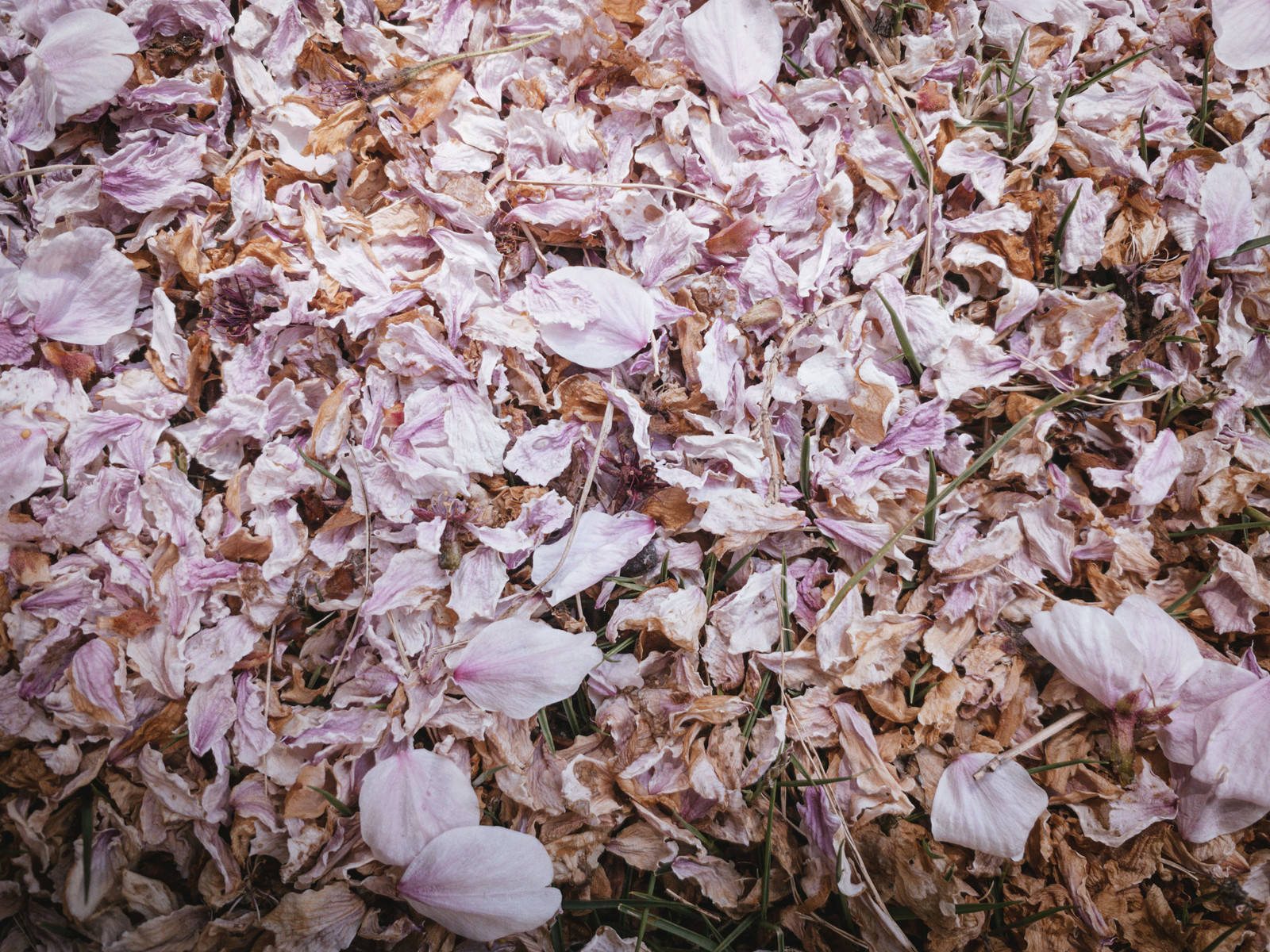 地面に散って茶褐色に朽ちた桜の花びらがびっしりと敷き詰められている