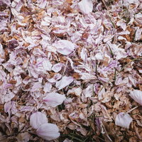 地面に散り積もった枯れた桜の花びらの写真