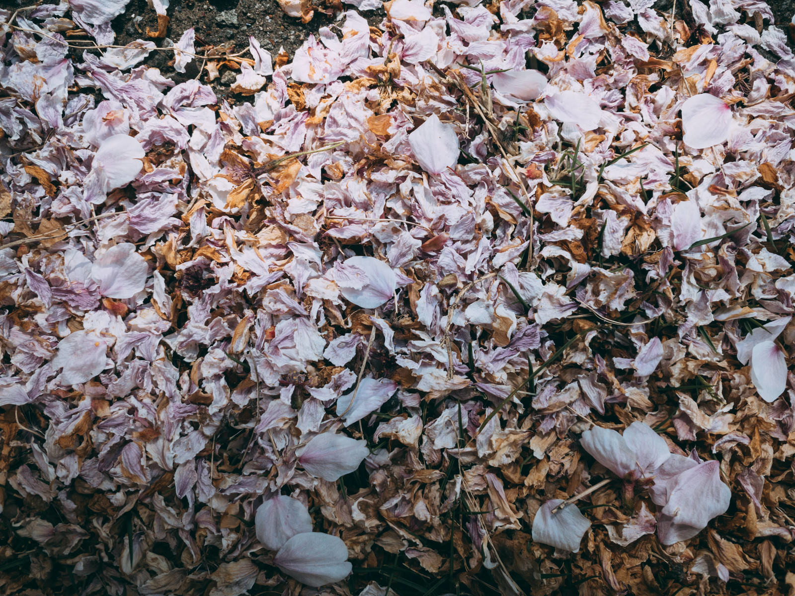 茶色く変色した桜の花びらと葉っぱが地面に散り積もった様子