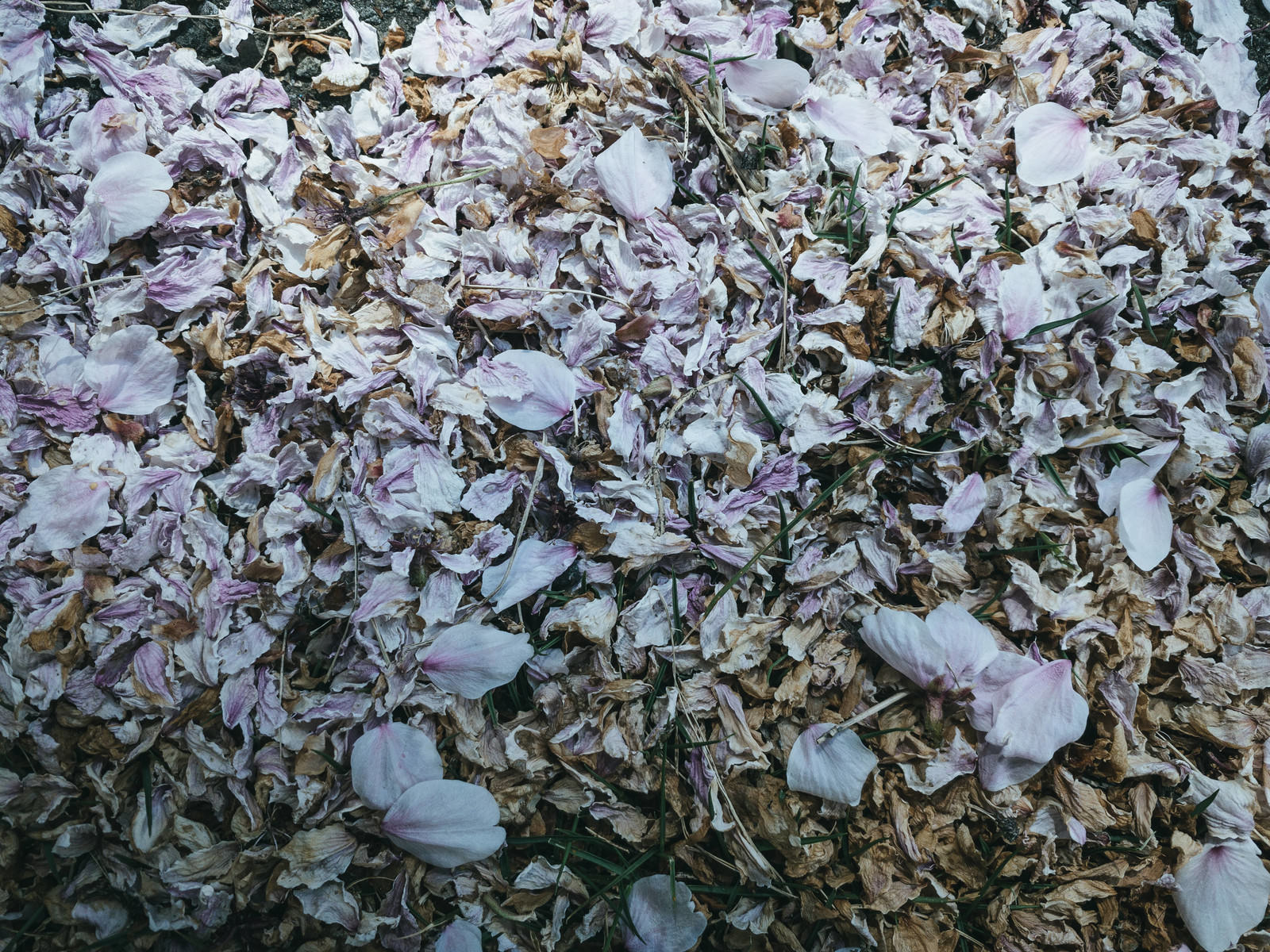 地面に搔き集められた桜の花びらが重なり合っている様子