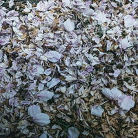 搔き集められた桜の花びら、朽ちていく春の地面の写真