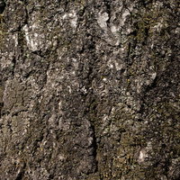 ボコボコした凹凸のある木肌の樹皮テクスチャーの写真