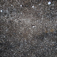 コンクリートの地面に落ちた桜の花びら（テクスチャ）の写真