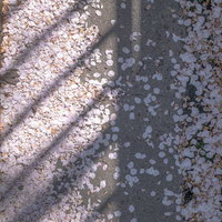 散った桜の花びらと斜めに伸びる影、春から初夏への季節の移ろいの写真