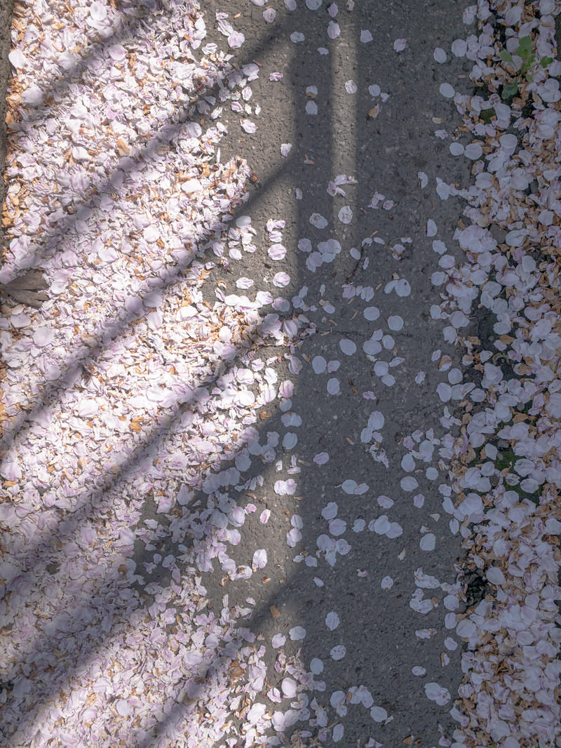 地面に散った薄いピンク色の桜の花びらと斜めに伸びる影