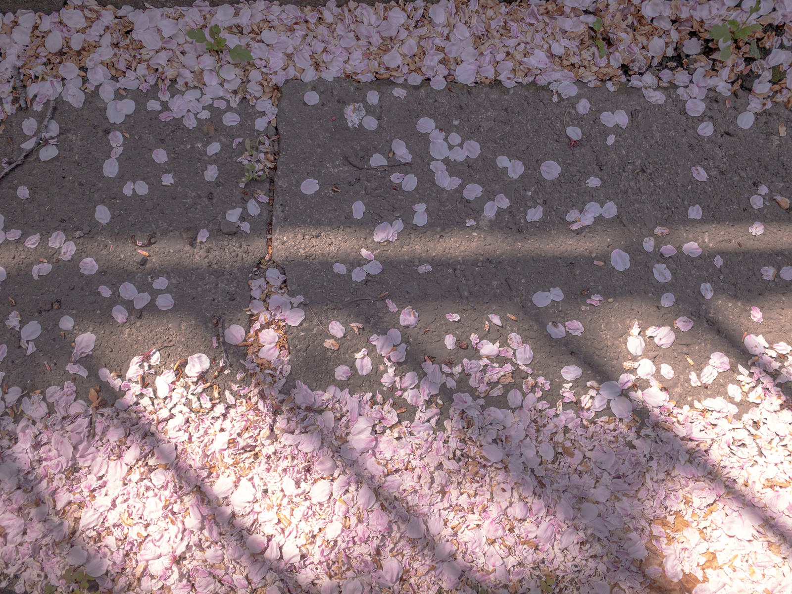 地面に散った桜の花びらが朽ちて、その上に影が落ちている様子