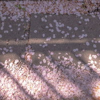 散りゆく桜と影が重なるテクスチャ。地面に落ちた花弁の写真