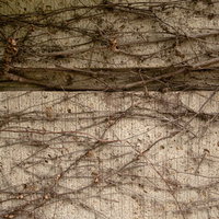 コンクリート塀に絡む蔓のテクスチャの写真