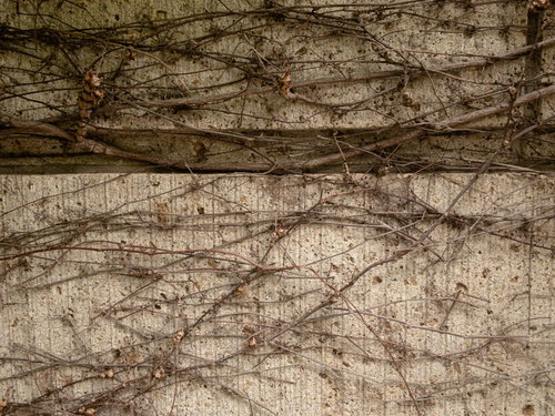 コンクリート塀に絡む蔓のテクスチャ