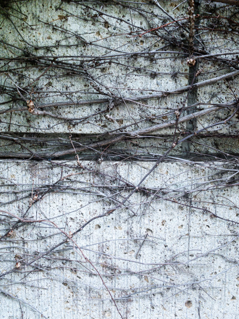 白いコンクリート塀の表面に細い蔓が這っている様子