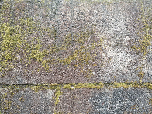 ブロック塀につく苔（テクスチャー）