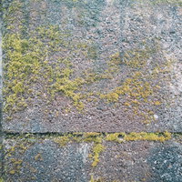 湿ったブロック塀に付着した苔のテクスチャーの写真