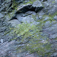 渓谷の岩場に付着した苔のテクスチャーの写真