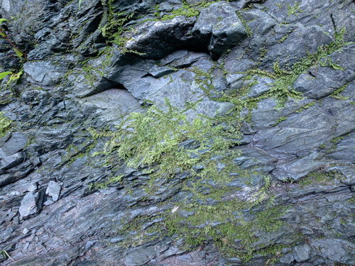 渓谷の岩場に付着した苔のテクスチャー