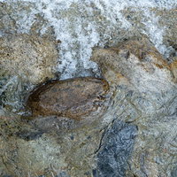 河原の石の間を流れる透明な水（テクスチャー）の写真
