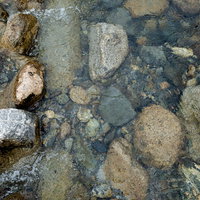 底の石ころが透き通る清流の水面 - 川底まで見える透明な川の風景の写真