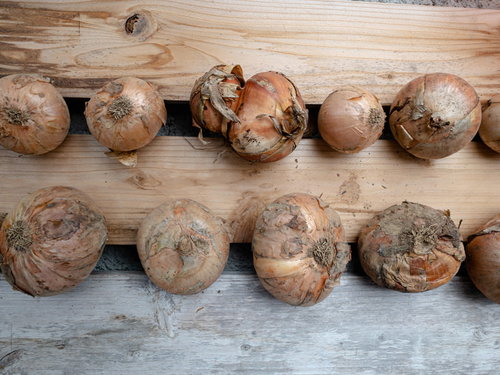 採れたての玉葱が並ぶ木箱のテクスチャ