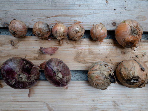 大中小の採れたて玉葱、木の板に並ぶテクスチャ