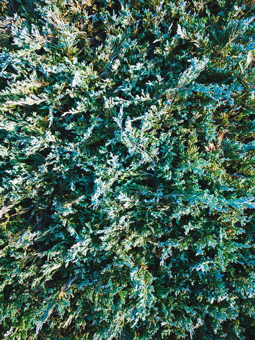 ゴールドクレストの緑色の針状葉が密集したテクスチャー