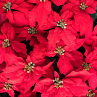 赤いポインセチアの花のテクスチャー写真の写真