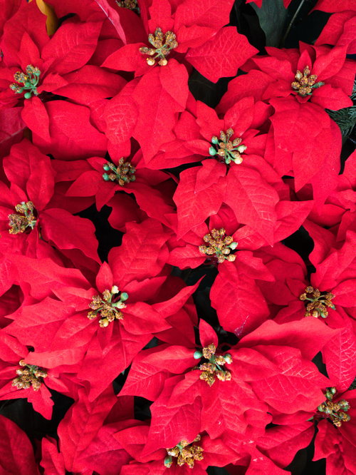 赤いポインセチアの花のテクスチャー写真
