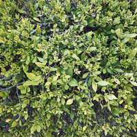 緑の葉が密集した植栽のテクスチャー背景の写真