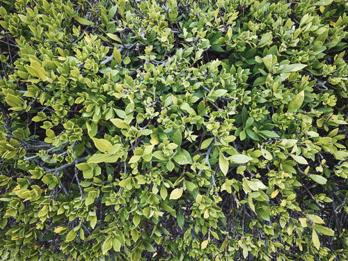 緑の葉が密集した植栽のテクスチャー背景