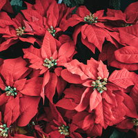 赤いポインセチアのクリスマスフラワーテクスチャーの写真