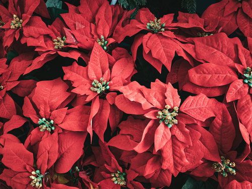 赤いポインセチアのクリスマスフラワーテクスチャー